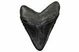 Huge Fossil Megalodon Tooth - South Carolina #333681-2